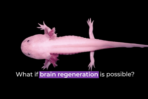 First-ever Axolotl Stereo-seq reveals brain regeneration insights